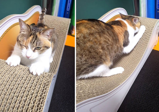 ソファーのカーブに沿ってカリカリ♪三毛猫のみけにゃんちゃん