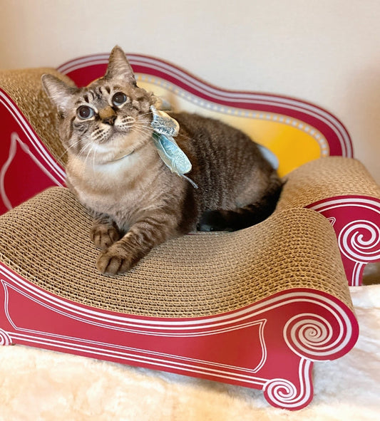 あなた色のソファーに、同色のスツールをプラス。ゆったりくつろぐシナモンちゃん