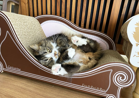 あなた色のソファーでリラックス♪ サイベリアンのエルちゃん