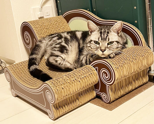 新調したカリカリーナで勢いよく爪とぎ♪アメリカンショートヘアーのチェブ君