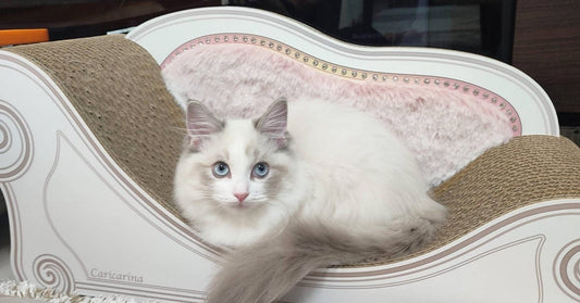 爪を研ぐのも寛ぐのも、カリカリーナがお気に入り♪ラグドールのルシエちゃん