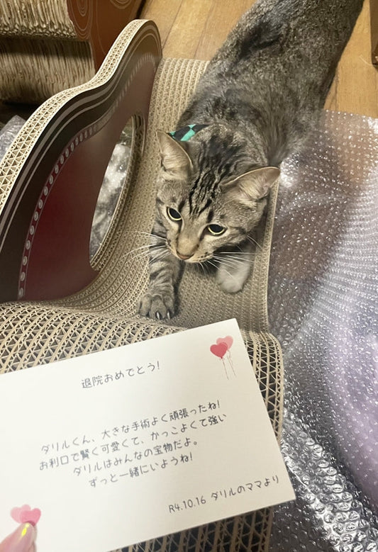 届いてすぐにバリバリ♪楽しそうに爪を研ぐダリル君