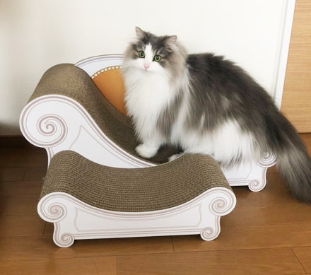 Basicで毎日爪とぎ♪ノルウェージャンフォレストキャットのロイ君