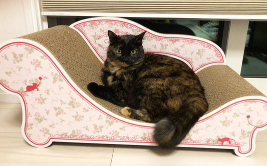 真ん中で丸くなるのがお気に入り?サビ猫のめいちゃん