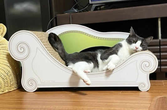 2台目のカリカリーナで、さっそく寛ぐレオくん