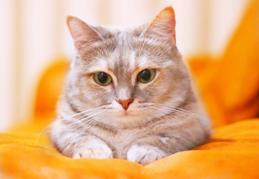 猫が見せる「ごめんね」のサインとは？こんな仕草や行動は反省している証かも？