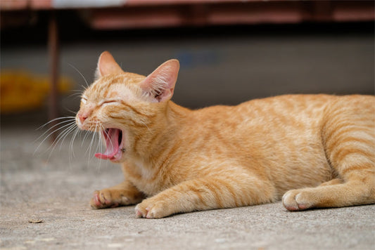 今年も猫人気に翳りなし！ 猫の経済効果は、江戸時代から注目されてたんニャ