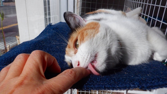 どんな気持ちの時に舐めるの？猫が飼い主さんを舐める５つの理由