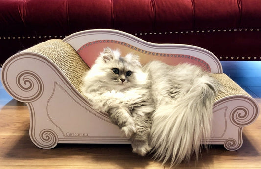 毎日カリカリーナでお昼寝。ラガマフィンのレオ君