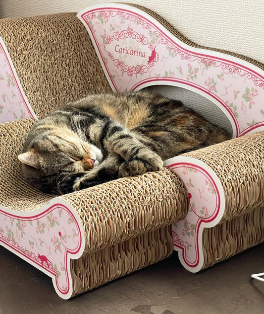 毎日バリバリ爪とぎ、お昼寝。ミヌエットのムギちゃん