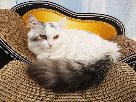 スツールセットがすぐお気に入りに。マンチカンのゴディ君