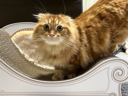 2代目のLuceもお気に入り? マンチカンのmerci君