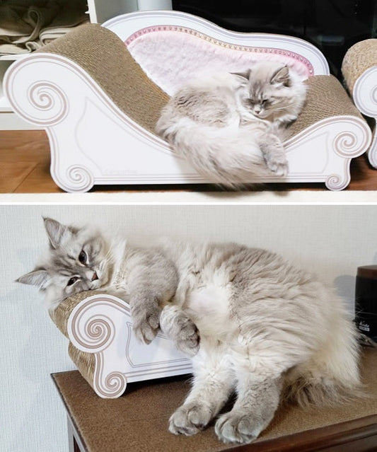 3年前に買ったLuceと併用♪サイベリアンの古都ちゃん＆弥太次郎君