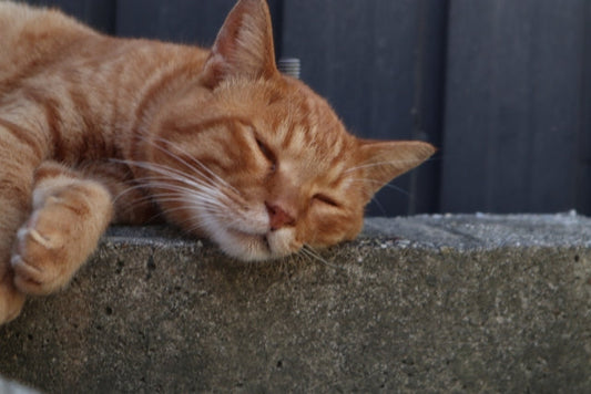 ほっこりしたい人必見！春に観てほしい、猫が登場する映画を紹介します！