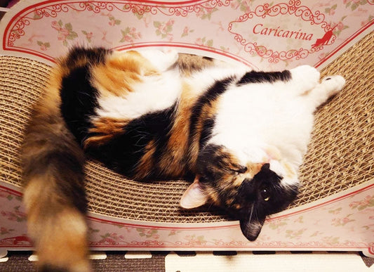 気が付くと毎日Fioreの上に♪マンチカンのリリィちゃん