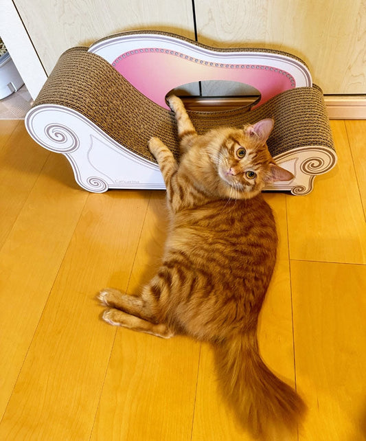 Basicがお似合い♪小笠原諸島出身のとむ君