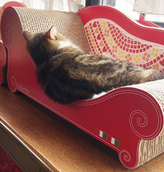 coppoでちょこんと眠る、ミヌエットのぐる君