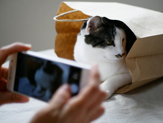 『ねこ休み展 夏 2022』がもうすぐ開催！猫好きにおすすめしたい人気イベントをご紹介♪