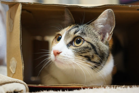 中身よりも外側が大切ってこと、人生にはよくあることにゃん！