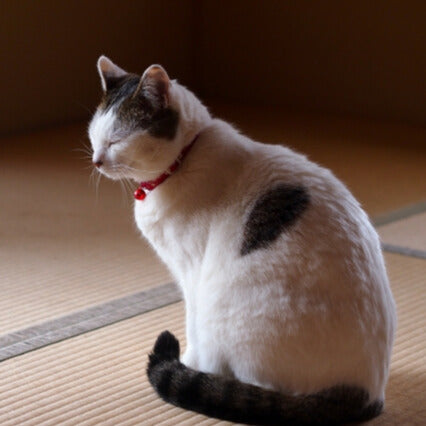 気になるものには乗っかってみる！ だって猫ですもの。