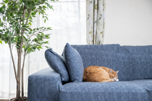 年に一度のチャンス到来！「あなた色」ならワンランク上のおしゃれ空間がゲットできるんニャ！