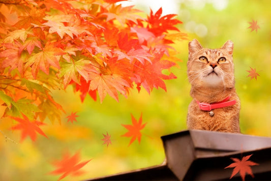 どこもかしこも猫だらけ！この秋は「ねこまつり at 湯島」でかわいい猫たちに癒されよう！