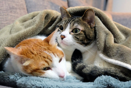 今年のキャンペーンならぬニャンペーンもすごいんです！アイデア次第で、ネコだまし絵写真の撮り放題ニャ。