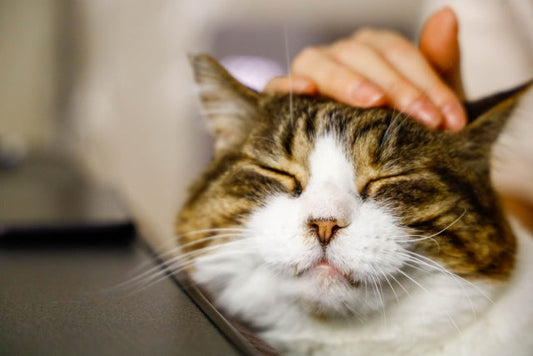 猫には褒められているのがわかる！？褒められたときに見せる反応や上手に褒めるコツをご紹介