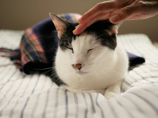 ちゃんと考えておきたい、猫と自分の終活のこと。