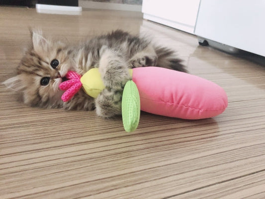 【2023年版】猫の名前ランキングを公開！1位を獲得したのは4年連続であの名前だった！