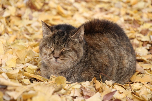 意外なご縁？猫とお月様の共通点は、もちろんこれニャ！