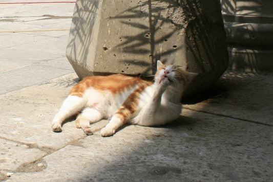 過去も未来も現在も、世の中がどんなに変わっても猫への愛は変わらニャい！のだ。