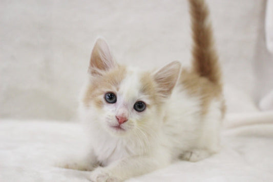 猫アレルギーでも飼える猫が知りたい！アレルギーが出にくい猫9種を紹介