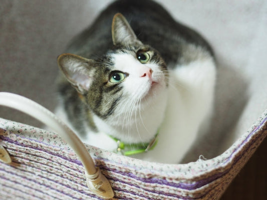 猫の目を見れば気持ちが理解できる？目の形で猫の感情が読み取れるかも！