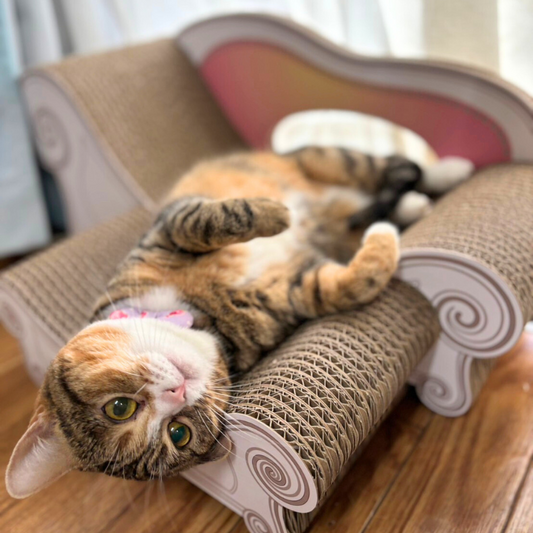 ソファにスツールをプラスで大満足♡マンチカンのなごみちゃん