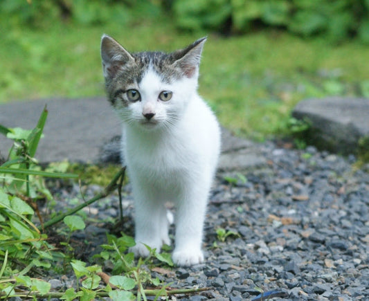 外に出た飼い猫は何をしている？大調査のすえにわかったのは意外すぎる事実だった！