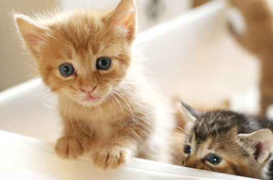 猫の性格ってどうやって決まるの？気になる疑問を調べてみた！