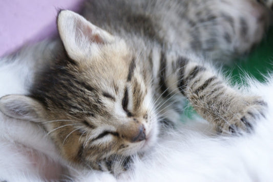 飼い主なら知っておきたい！猫ちゃんが幸せになる15の方法をお届けします！