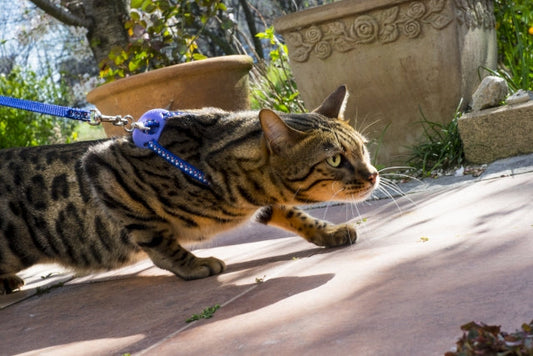 猫って散歩させるもの？散歩の必要性や散歩の注意点について調べてみた