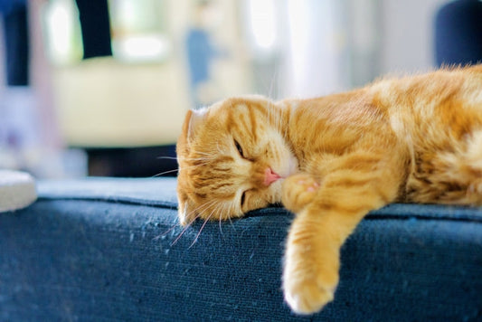 猫って1日何時間くらい寝ているの？たくさん寝る理由と快適に眠るために気を付けること