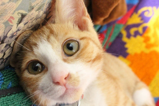 居場所ごとに変わる猫の気持ちを解説！猫がここにいる時は〇〇な気分！