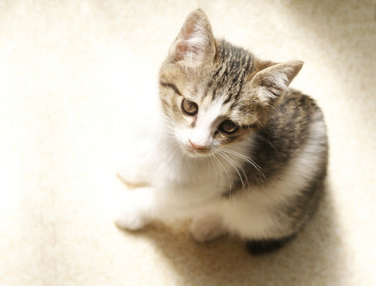 猫の年齢は人の10倍！？猫の年齢を人に当てはめてみた！