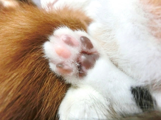 一体なぜ？猫の肉球がぷにぷにの理由やその役割について解説します