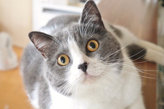 嬉しいニャン！猫が喜んでいるときはこんな行動をとるんです！！