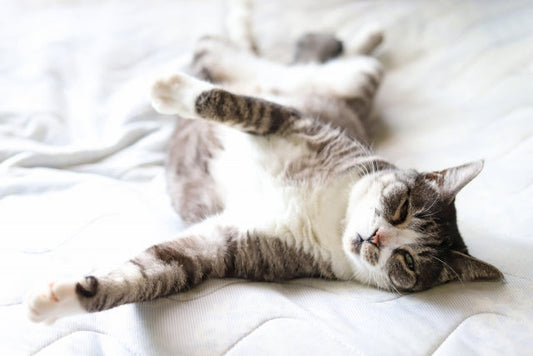 明治政府がどんなにケチでも、室礼には心を配る。それが日本の、ひいては猫好きの伝統ですニャ。