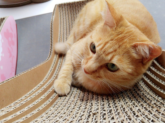 カリカリーナカレンダー、続々応募来ております！