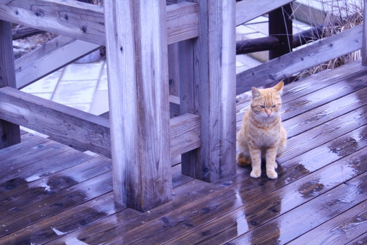 もうすぐ梅雨がやってくる！猫のために知っておきたい梅雨対策とは？