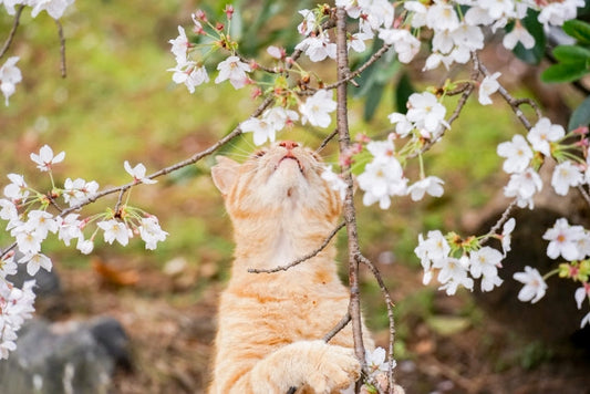 猫には危険！？春に起こりやすいトラブルを知っておこう！