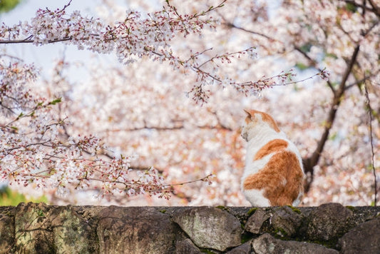 猫は春になるとどんな変化が起こる？体やココロに起こることについて解説！