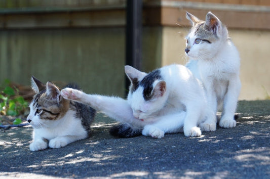猫の暑さ対策は万全ですか？暑い夏を乗り切るためには〇〇が効果的！